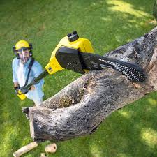 Best Lawn Renovation and Restoration  in Princeton, NJ