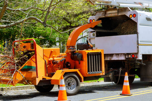Best Tree Removal  in Princeton, NJ