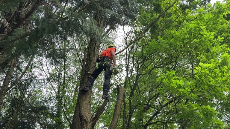 Seasonal Cleanup (Spring/Fall) in Princeton, NJ
