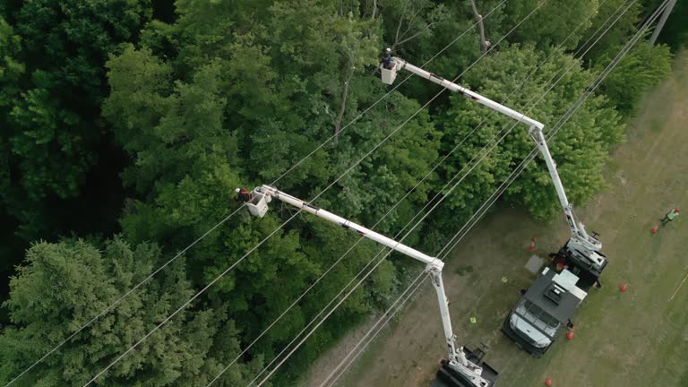 Best Storm Damage Tree Cleanup  in Princeton, NJ
