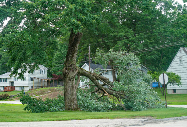 Best Tree Health Inspection  in Princeton, NJ
