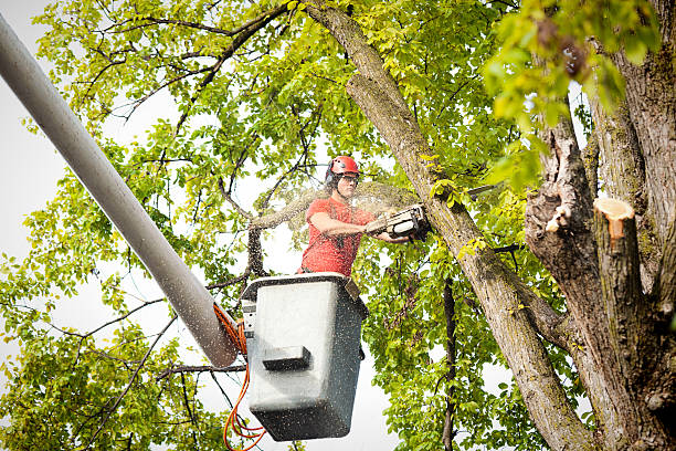Professional Tree Removal in Princeton, NJ